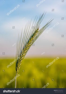 stock-photo-green-wheat-field-at-agricultural-farm-agriculture-landscape-2019619721.jpg